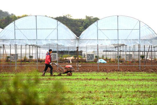 花农给扩建的花田耕地。钟仲华 摄