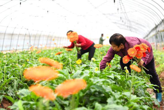 花农正在采摘鲜花。钟仲华 摄