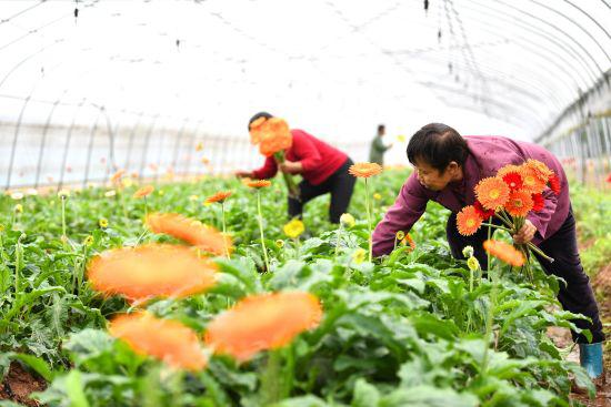   花农正在采摘鲜花。钟仲华 摄