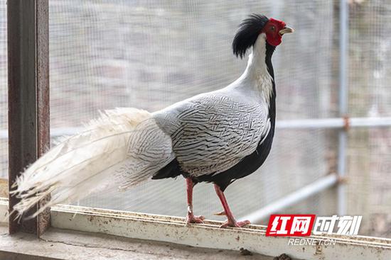 在救助站饲养房的白鹇。