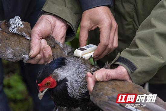 放归前对定位追踪仪进行调试。
