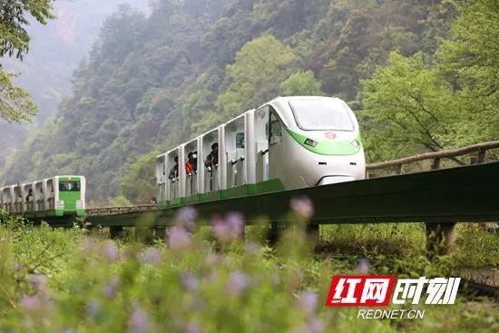 ▲游人乘观光电车在张家界市武陵源区十里画廊游玩。(吴勇兵 摄)