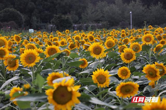 省植物园举办“2021湖南世界名花生态文化节·秋之色向日葵主题花展”。