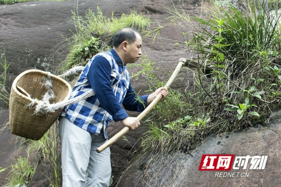 曾宪国在山上采治疗蛇伤用的草药。