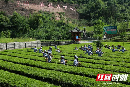 辰龙关碣滩茶庄园一隅。