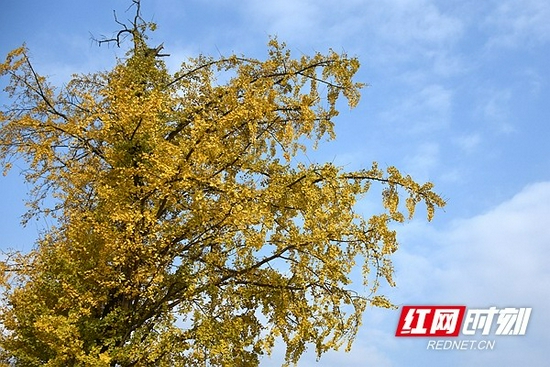 满满都是岁月在枝头留下的痕迹。