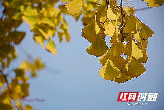 古银杏叶满目金色、格外迷人。