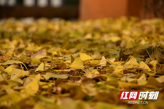 银杏树下，犹如铺了一层松软的金地毯。