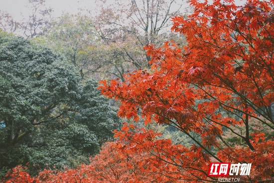 岳麓山的枫叶层林尽染。摄影 黄可欣