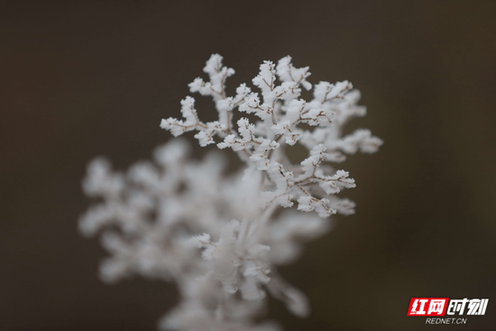 12月25日，受低温降雨天气影响，湖南张家界武陵源景区迎来今年入冬以来首次雾凇景观。山上的植物被白色的雾凇覆盖，给前来观光的游客带来了意外的惊喜。吴勇兵/摄