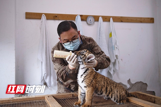 饲养员在给华南虎宝宝喂奶。