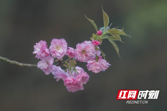 相比早樱，晚樱的花更大，颜色更鲜艳、花型更饱满。