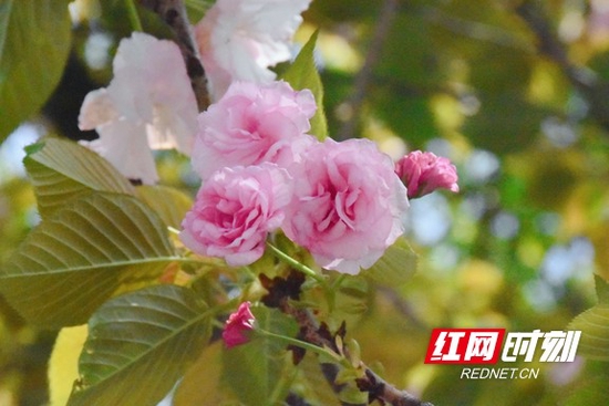 一树树的樱花绚烂开放, 花香扑鼻。