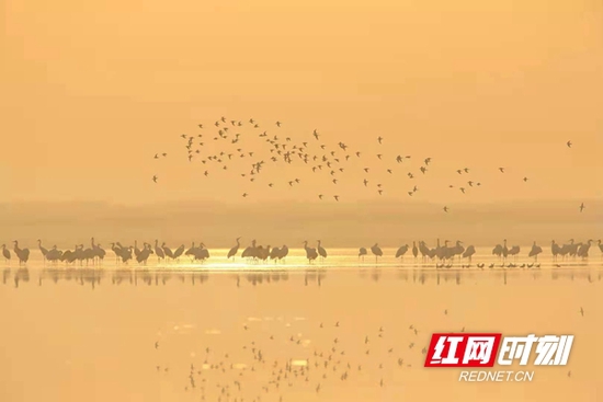  洞庭湖景观，沙鸥翔集，锦鳞游泳。