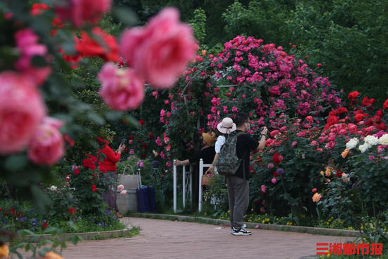 （湖南省植物园玫瑰花开放正艳。景区供图）