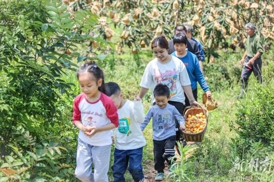 （5月3日，永州塔峰镇西埠头村，游客在果园体验采摘枇杷的乐趣。彭华 摄）