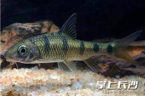 淡水石斑鱼。均为湖南省疾控中心供图