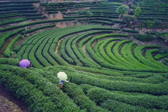 玲珑王万亩茶园一角 桂东县委宣传部供图