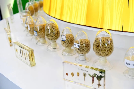 (岳麓山种业创新中心种业科技馆陈列的各种农作物种子。湖南日报全媒体记者田超 摄)