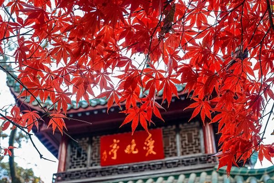 △岳麓山爱晚亭。图源:视觉中国