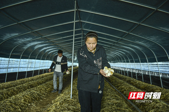 ▲ 食用菌种植大户廖意梅(右)正在采蘑菇。(红网记者 李丹 摄)