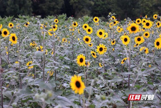 向日葵花展的观赏期约为9月中旬至10月上旬。
