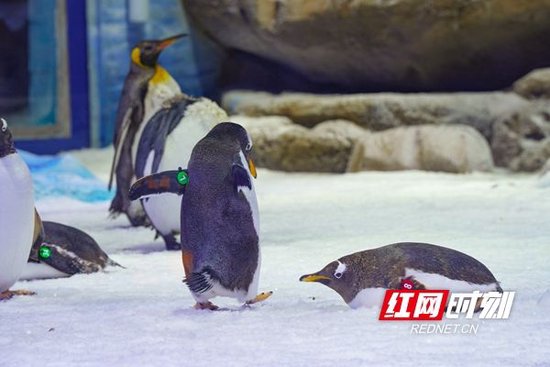 全省首次引进北极熊、帝企鹅等南北极代表性动物。