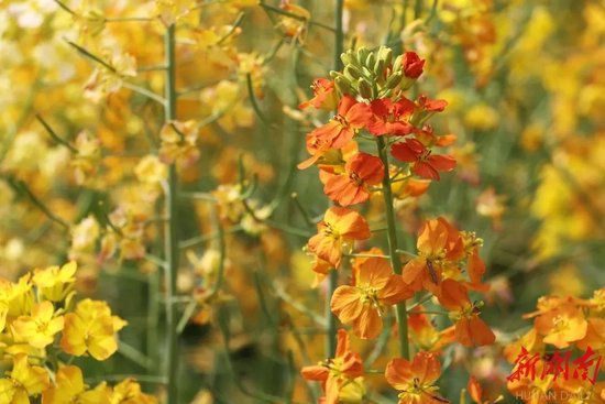 多彩油菜花。资料图