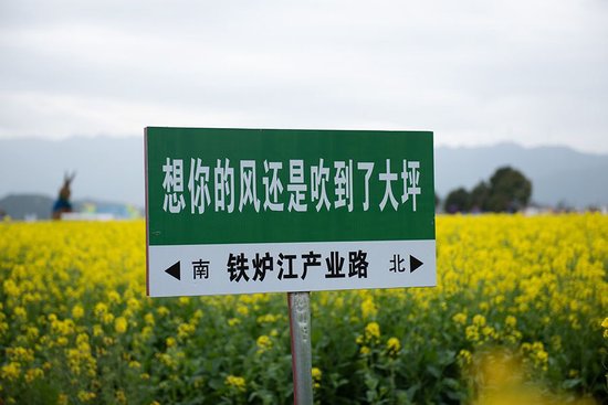 油菜花海。