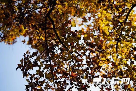2024年11月10日,还未红透的枫叶