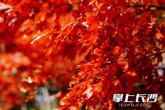 2023年11月底,枫叶醉红秋色里