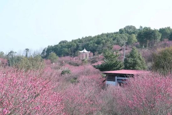 限时“梅”景!岳阳赏梅攻略来了