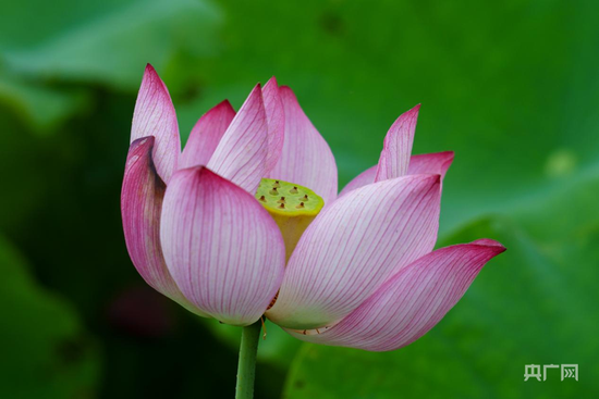 荷花绽放(央广网发 雷中祥 摄)