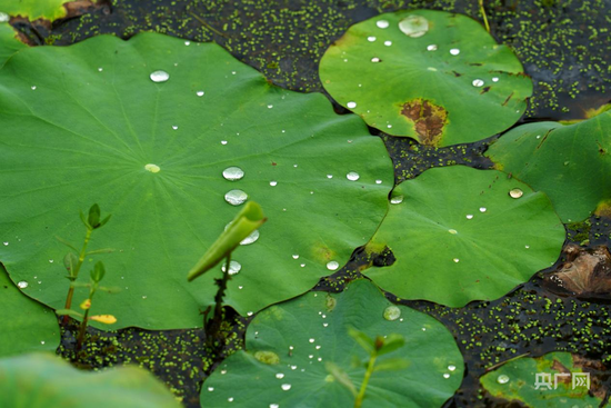 雨滴在叶间滚动,似灵动玉珠(央广网发 雷中祥 摄)