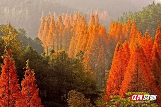 靖州排牙山国家森林公园
