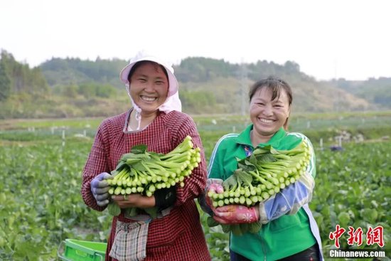 新田县东升农场，村民在展示刚采收的菜心。钟伟锋 摄