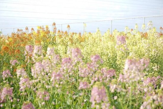 湖南农业大学浏阳基地。图/胡盼盼&nbsp;