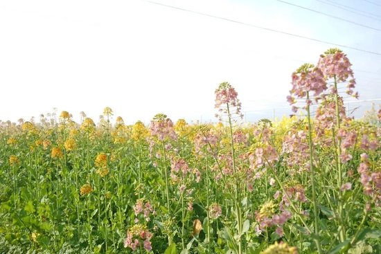 湖南农业大学浏阳基地的彩色油菜花。图/胡盼盼