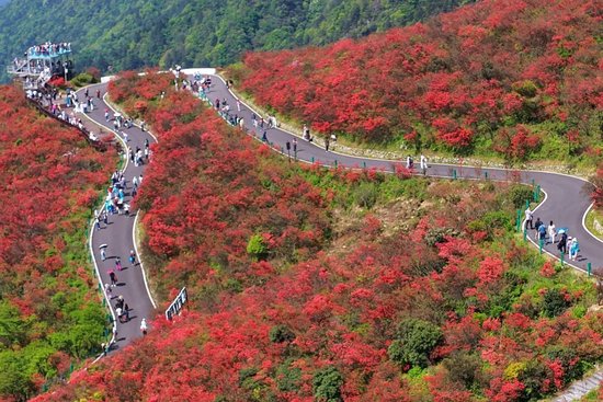 永州双牌县阳明山国家森林公园杜鹃花海。图/黄春涛 李善伟