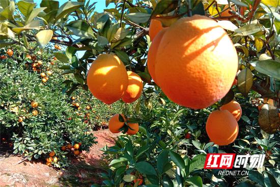 今日道县，脐橙基地迎来好天气。谢万波 摄