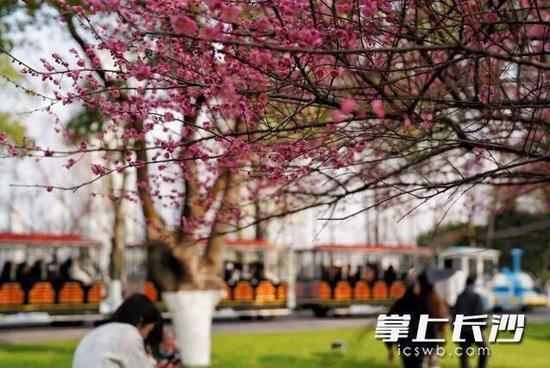 湖南将在升温中迎春运，未来三天最高气温或超20℃。长沙晚报全媒体记者 舒元臻 摄