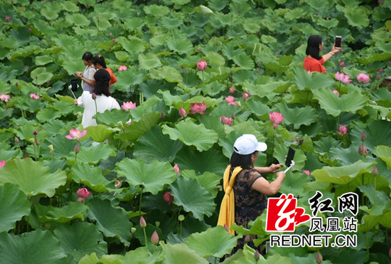 游人置身于接天莲叶之中。