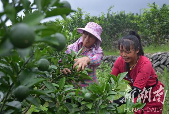 （7月8日， 涟源市康橙农业科技开发有限公司玳玳酸橙种植基地，村民忙着采摘成熟的玳玳酸橙。农忙时，该基地可给附近村民提供300个就业岗位。湖南日报·新湖南客户端记者 李健 摄）