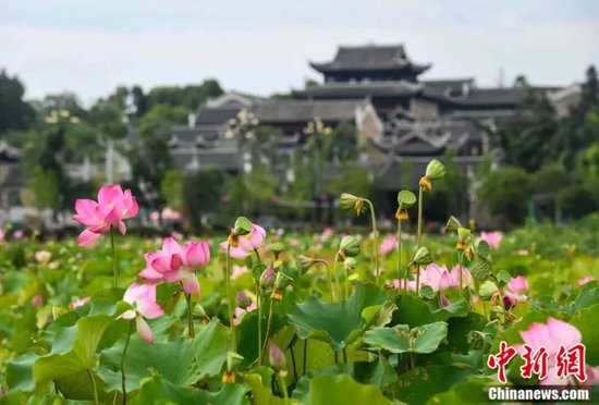 道县濂溪故里荷花绽放。蒋克青 摄