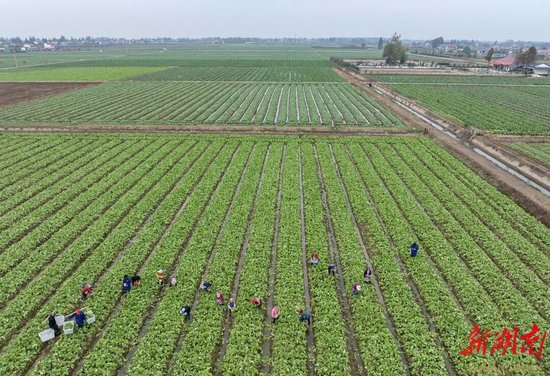 安兴村绿蔬园专业合作社稻稻菜示范基地