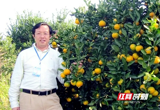 湖南农业大学园艺学院教授邓子牛。