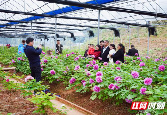 游客在花田厝鲜花艺术小镇赏花