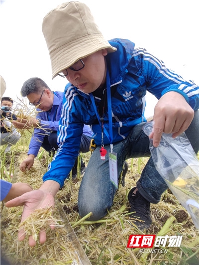 现场裁判员正在从接样槽中收集油菜籽粒和果荚,以测定“大比武”机手的机收损失量。