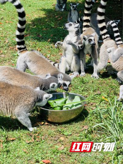 长沙生态动物园开展端午游园活动，邀请小朋友和家长一起为动物们制作特定版粽子。