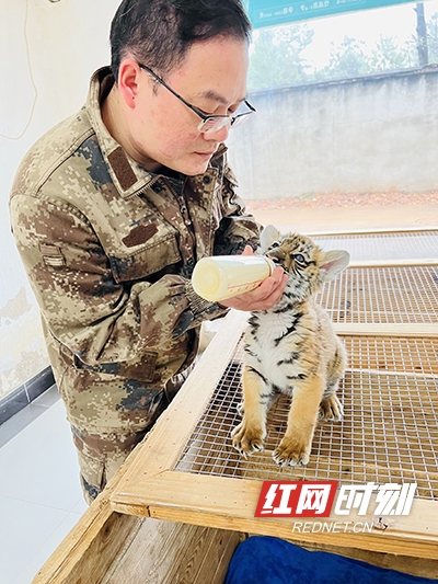 饲养员在给华南虎宝宝喂奶。